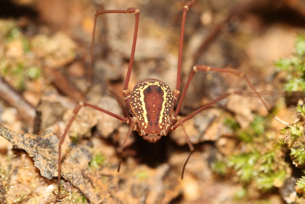 daddy longlegs
