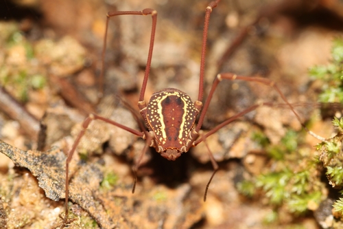 daddy longlegs