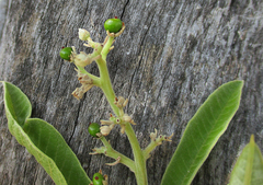 Ozoroa paniculosa