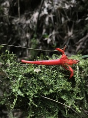 Fuchsia venusta