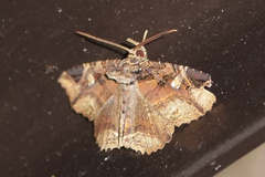 Peteroma denticulata