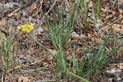Lomatium simplex simplex