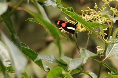 Heliconius telesiphe