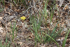 Lomatium simplex simplex