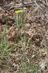 Lomatium simplex simplex