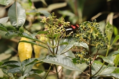 Heliconius telesiphe