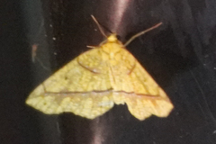 Periclina syctaria