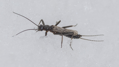 Allocapnia pygmaea