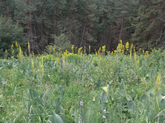 Ligularia heterophylla