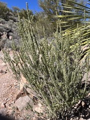 Mortonia scabrella