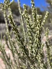 Mortonia scabrella