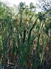 Typha latifolia