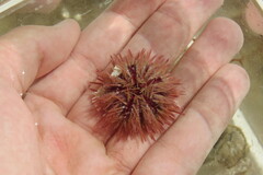 Lytechinus variegatus