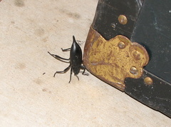 Eleodes eschscholtzii