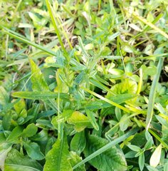 Pseudelephantopus spicatus