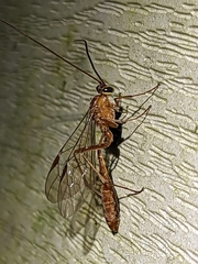 Ophioninae
