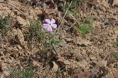 Phlox longifolia longifolia
