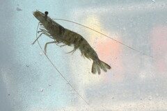 Penaeus duorarum