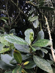 Schultesianthus coriaceus