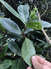 Schultesianthus coriaceus
