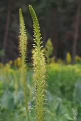 Eremurus fuscus