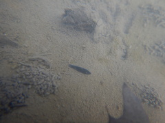 Continenticola