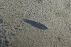 Continenticola