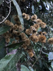 Oligactis sessiliflora