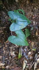 Asarum