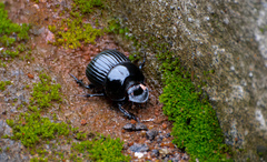 Holocephalus eridanus