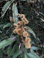 Oligactis sessiliflora