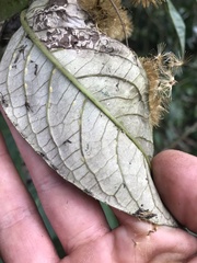 Oligactis sessiliflora