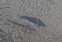 Continenticola