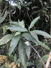 Oligactis sessiliflora