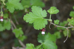 Ribes menziesii