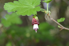Ribes menziesii