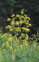 Ferula kelleri