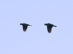 Amazona viridigenalis