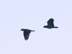 Amazona viridigenalis