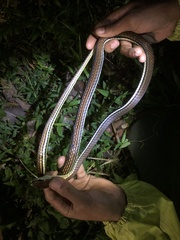 Dendrelaphis caudolineatus