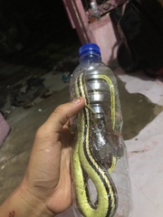 Dendrelaphis caudolineatus