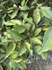 Magnolia