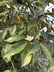 Magnolia