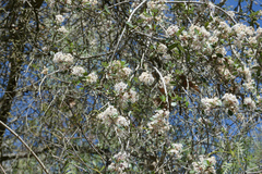 Ceanothus megacarpus