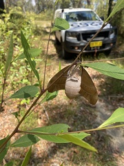 Coequosa australasiae
