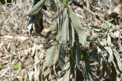 Eriodictyon tomentosum