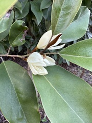 Magnolia