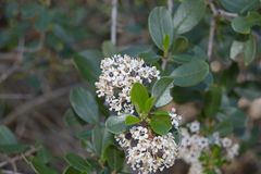 Ceanothus megacarpus