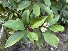 Magnolia