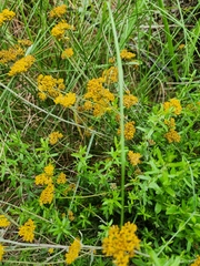 Helichrysum odoratissimum